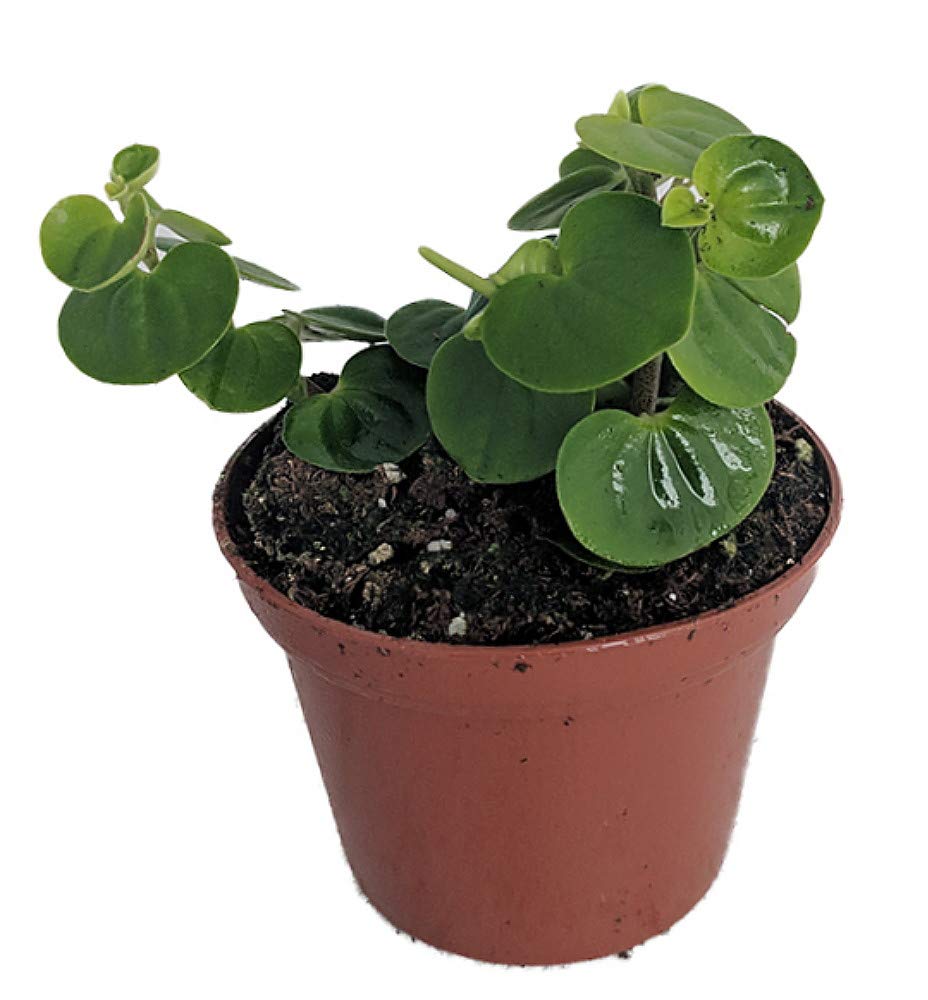 buy heartleaf philodendron nz Heartleaf Philodendron  Hey Rooted