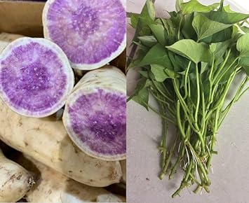 10 Purple Sweet Potato Slips - Cuttings - Okinawa Sweet Potato