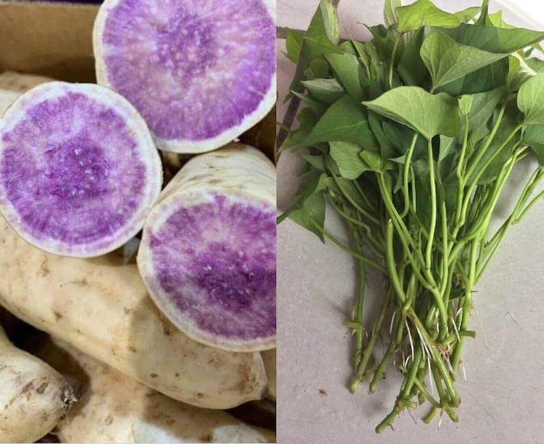 10 Purple Sweet Potato Slips - Cuttings - Okinawa Sweet Potato