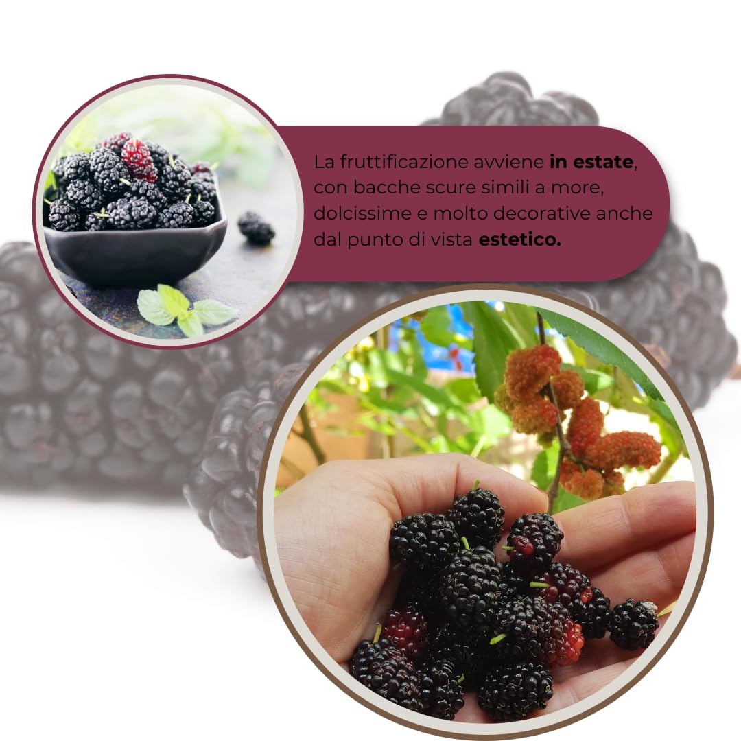 Pianta di Gelso Nero (Morus nigra) – Albero da Frutto in Vaso 24 cm, H 150 cm – Frutti Dolci e Succosi, Autofertile, Ideale per Giardino o Frutteto – FOTO REALI