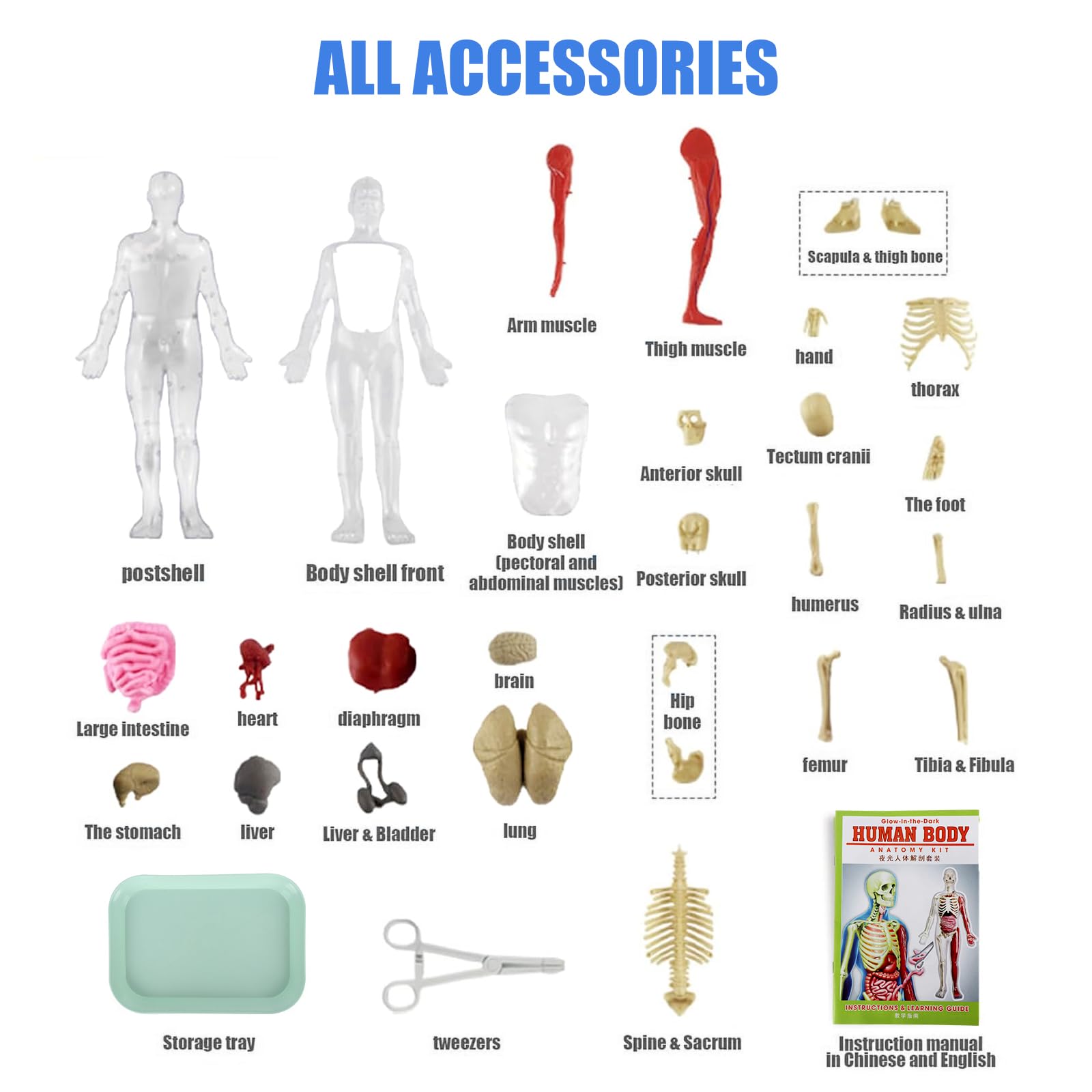 Lotvic Human Body Model for Kids 32cm Human Body Model, Human Torso Anatomy Model with 9 Organs - Image 3