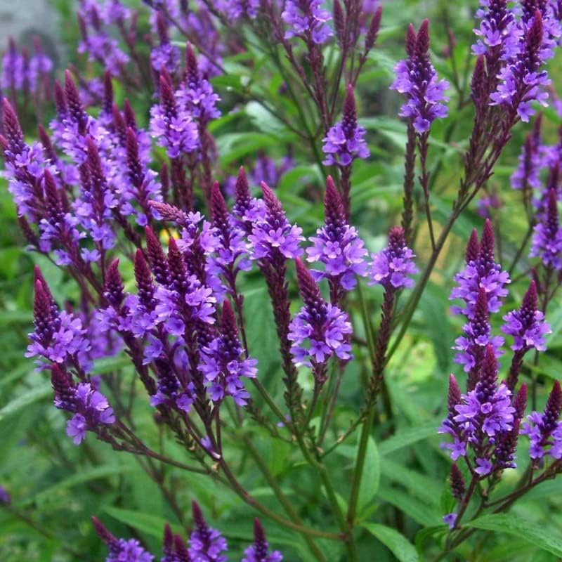 Vista 3 de Planta de vervana azul, hierba de verbena en maceta de 4 Inc para plantar al aire libre en interiores de tu jardín