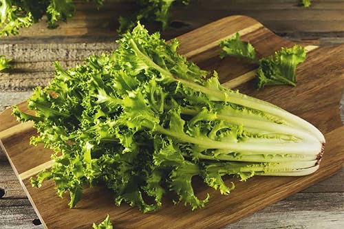 Miniatura 2 de TomorrowSeeds - Semillas de Endive de Ruffec rizadas verdes - Paquete de más de 500 unidades - para plantar semillas de jardín 2025 Frisee rizado