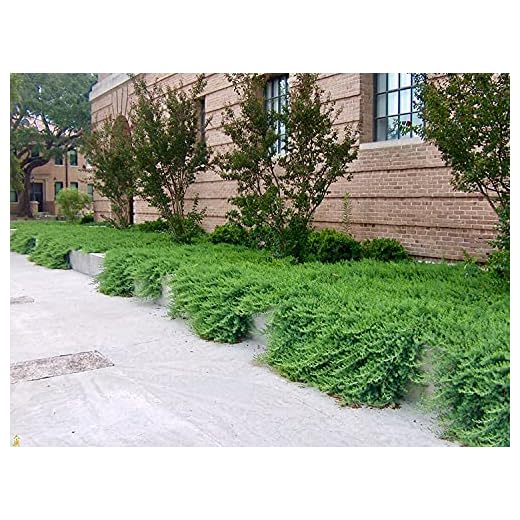 Juniper Blue Pacific - 30 Live Plants - Drought Tolerant Cold Hardy Evergreen Ground Cover