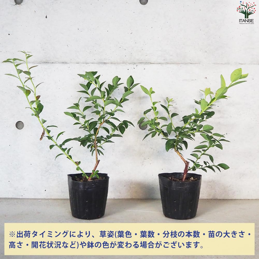 ブルーベリー特大苗木ダロー 1メートル40センチ ブルーベリー苗木