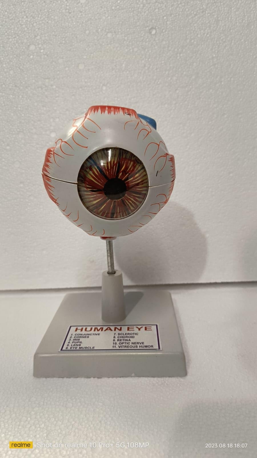 E-MEDI Human Eye Anatomical Model on Stand In Seven Parts (B0CG3F3WFL) Amazon Price History, Amazon Price Tracker