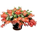 1 Pot Holiday Cactus Flowers Plants Schlumbergera Flower Shurb Plant 5-7 Inch Tall- Orange Thanksgiving Christmas Cactus Plant