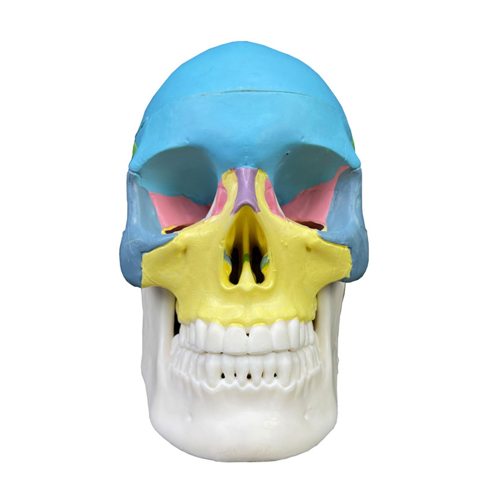 Miniaturowy Kolorowy Czaszka Anatomiczny Model Anatomiczny Nauczanie Anatomii Szkielet Głowa Medyczny Model Demonstracyjny Artykuły Laboratoryjne Stomatologiczne