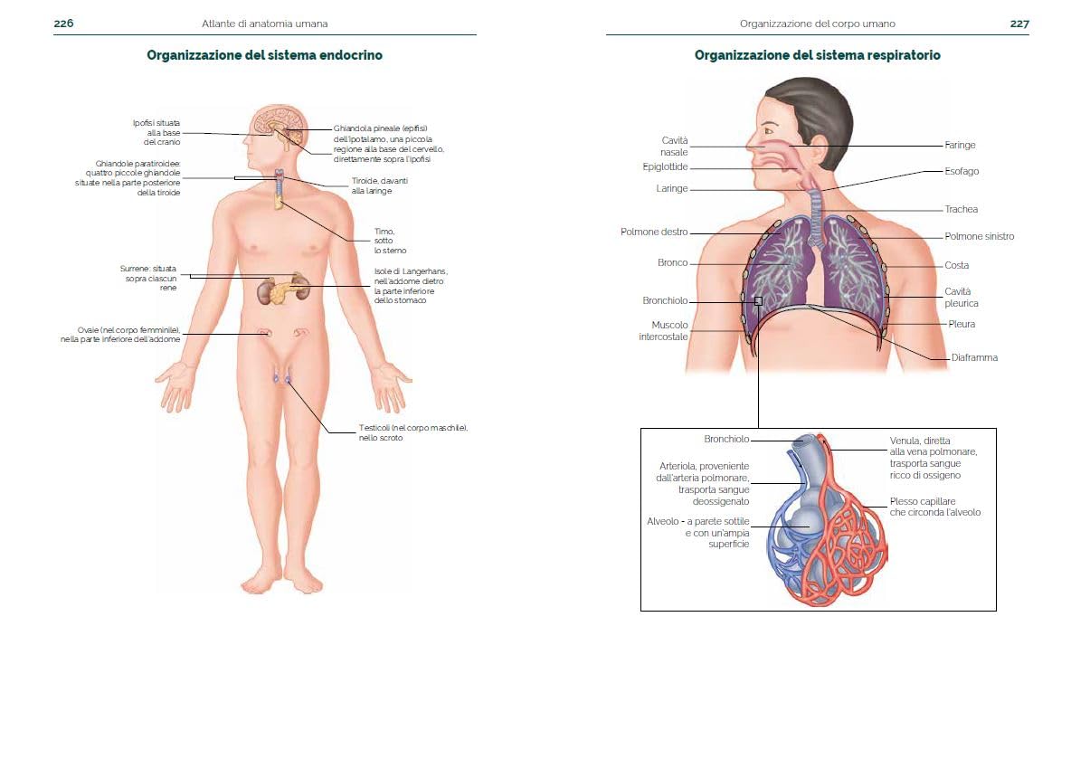 Atlante di anatomia umana. Guida pratica illustrata. Ediz. a colori