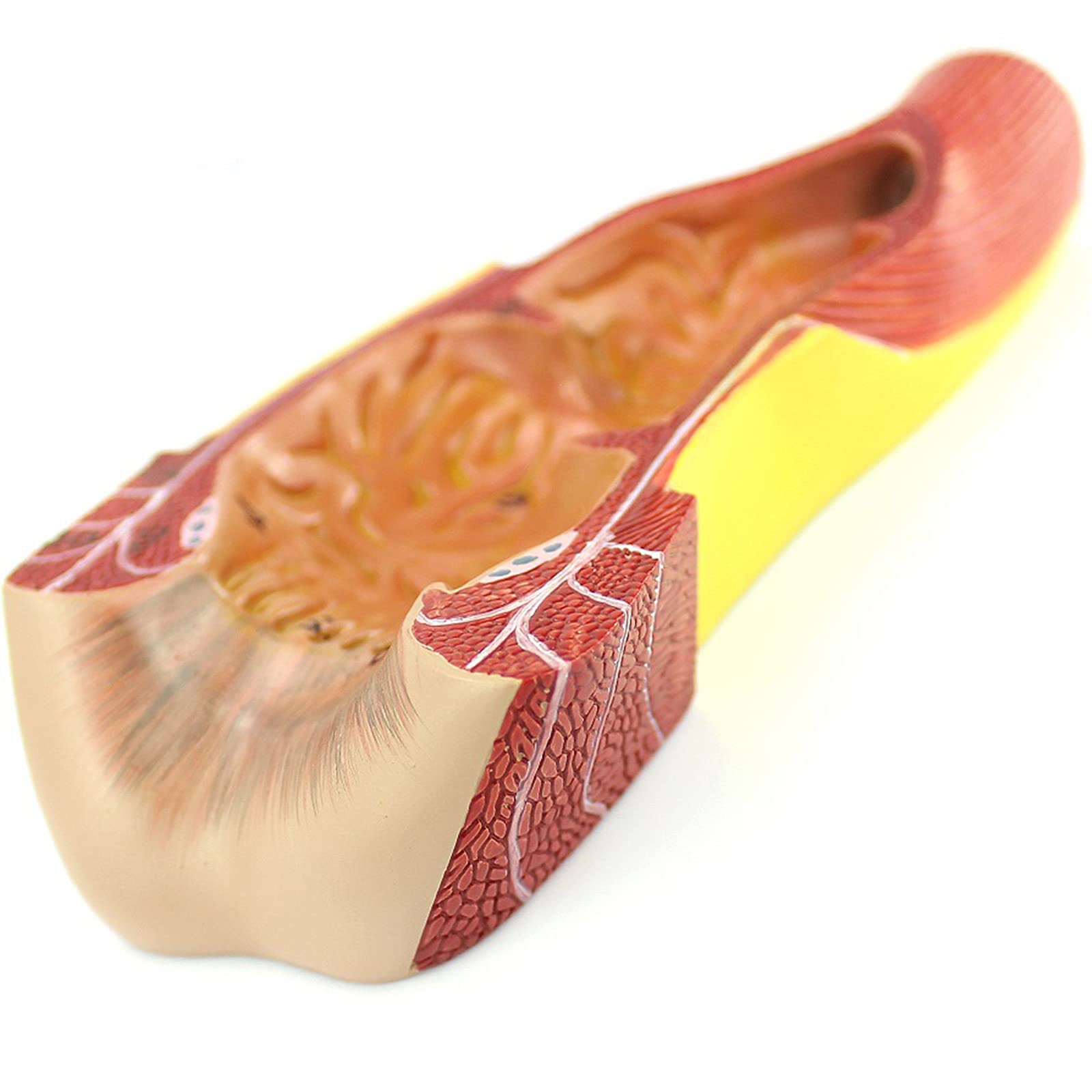 Modele dydaktyczne z zakresu biologii, Medyczny anatomiczny model narządu odbytnicy, materiał PVC, chirurgia anorektalna, szkolenie specjalistyczne z chirurgii ogólnej