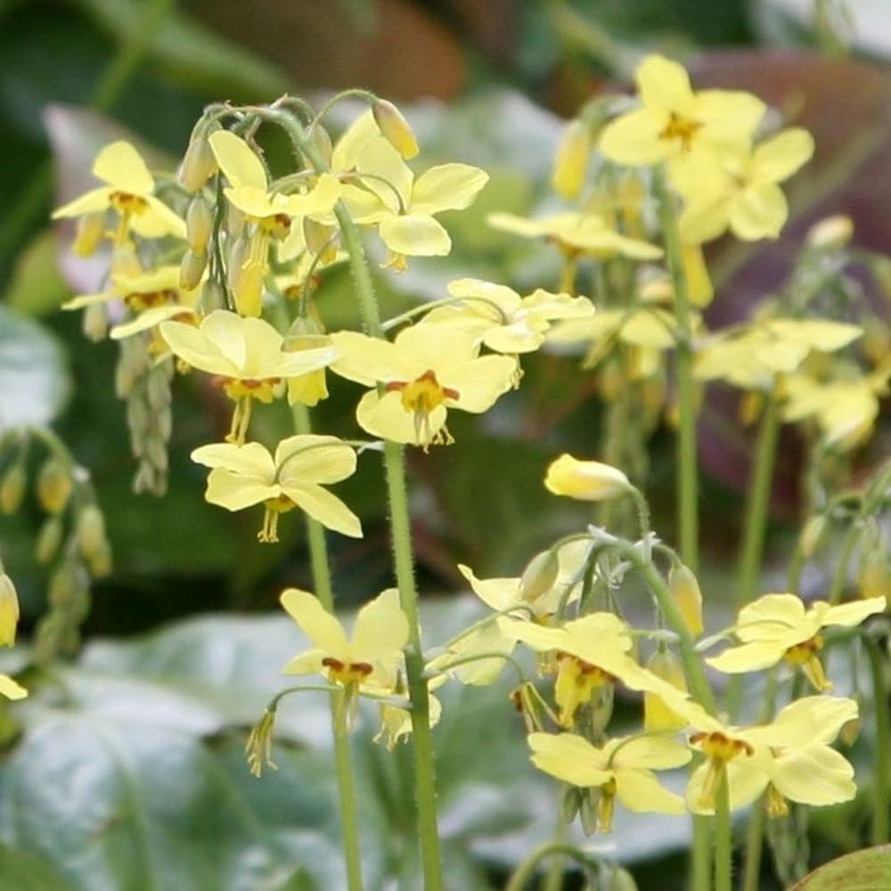 Plant Theory 9cm Pot Epimedium Perralchicum FrΓΆhnleiten Barrenwort Perennial