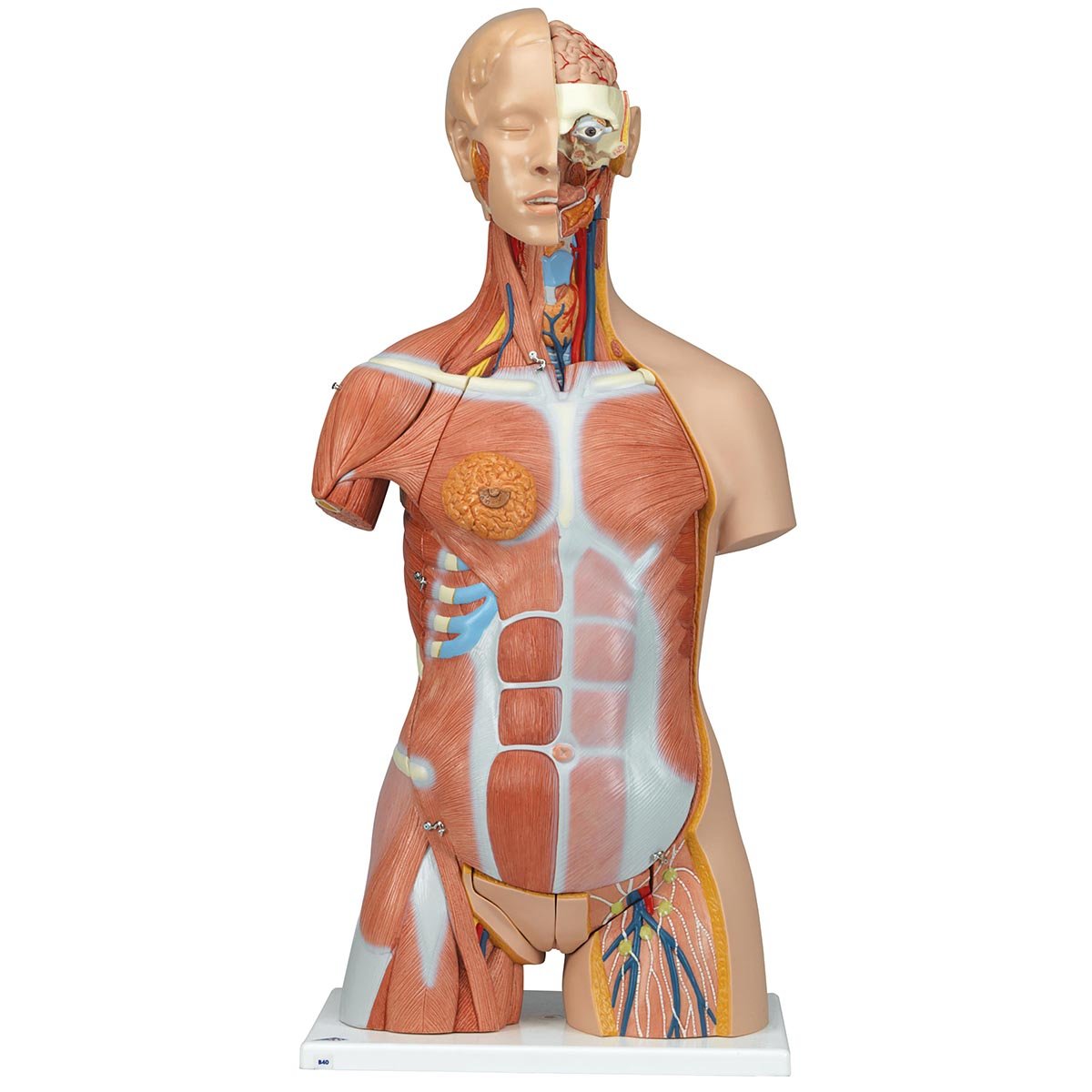 3B Scientific B40 Modelo de anatomía humana Torso de Lujo Con Músculos, 31 Partes + software de anatomía gratuito - 3B Smart Anatomy