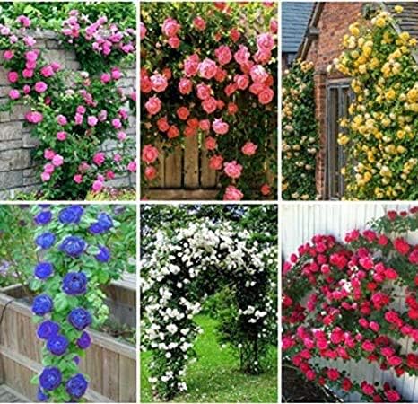 100 Climbing Rose Flower Seed