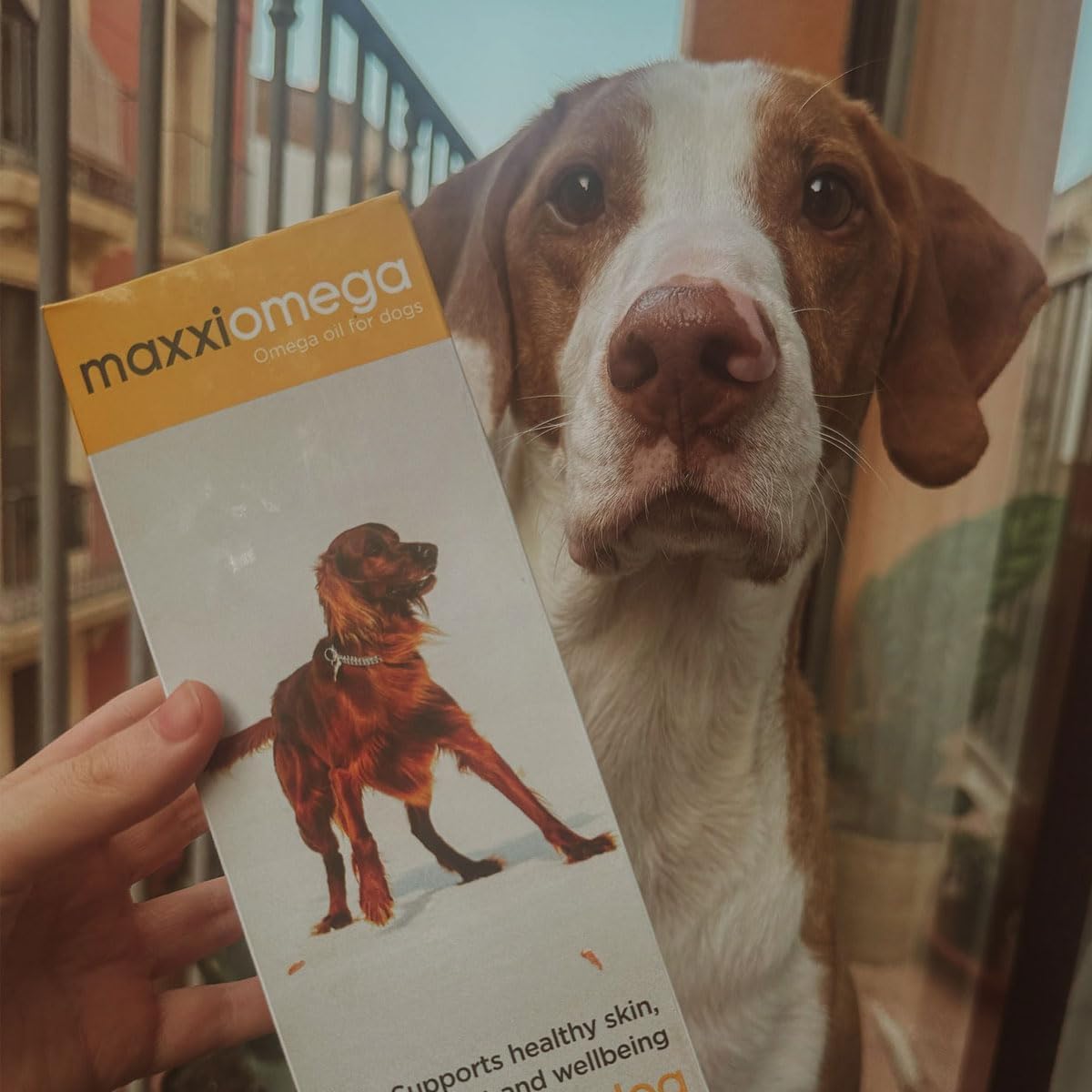 maxxipaws Joint Omega Bundle – maxxiflex+ Canine Hip and Joint Supplement & maxxiomega 3, 6 & 9 Omega Oil for Dogs