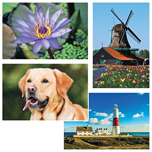 S&S Worldwide-mp-19211 Thera-Jigsaw Foam Puzzles Set: Golden Retriever, Lighthouse, Purple Flower, and Windmill (Set of 4)