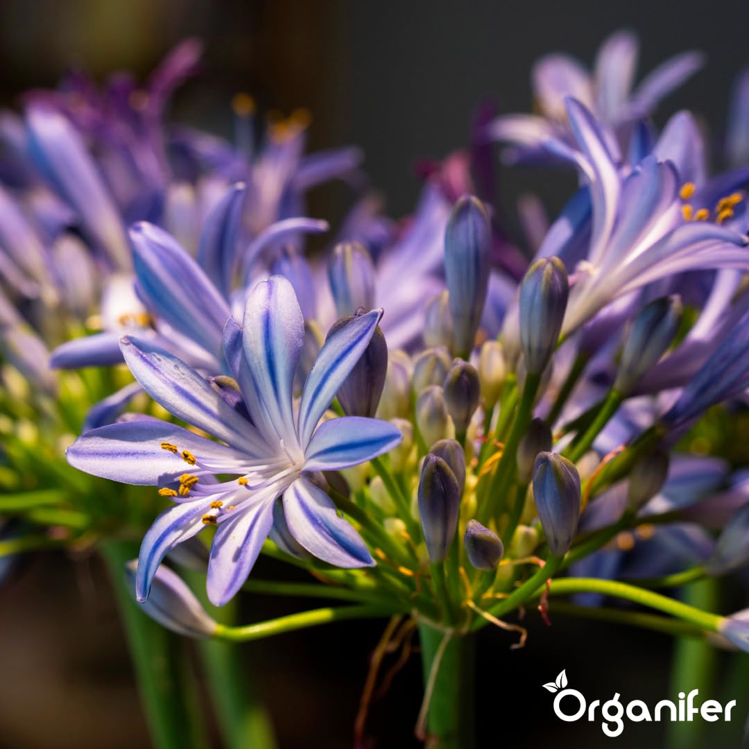 Agapanthus Płynny Nawóz - 3x1L - NPK 2-1-8 | Nawóz Płynny Do Obfitych Kwiatów I Zdrowych Liści - Wzmacnia Korzenie I Odporność - Organifer