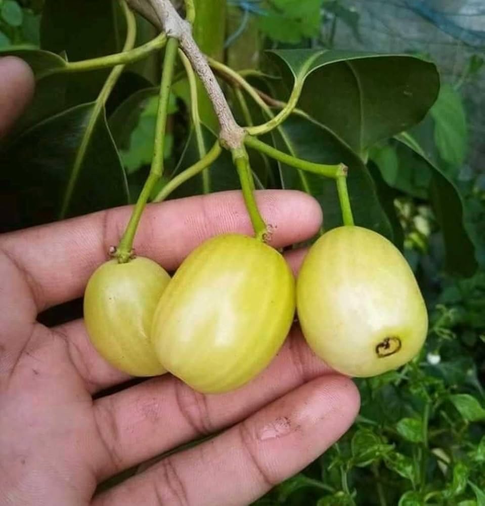 Thailand Jamun Fruit Tree - Grow Your Own! -2 Thailand Jamun Fruit Tree - Grow Your Own! -2