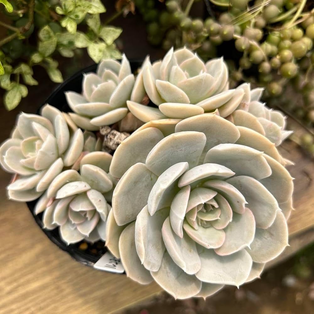 その他多肉植物 natural 多肉植物 香水sp 1頭 新入荷 るる農園 | るる農園~多肉植物専門