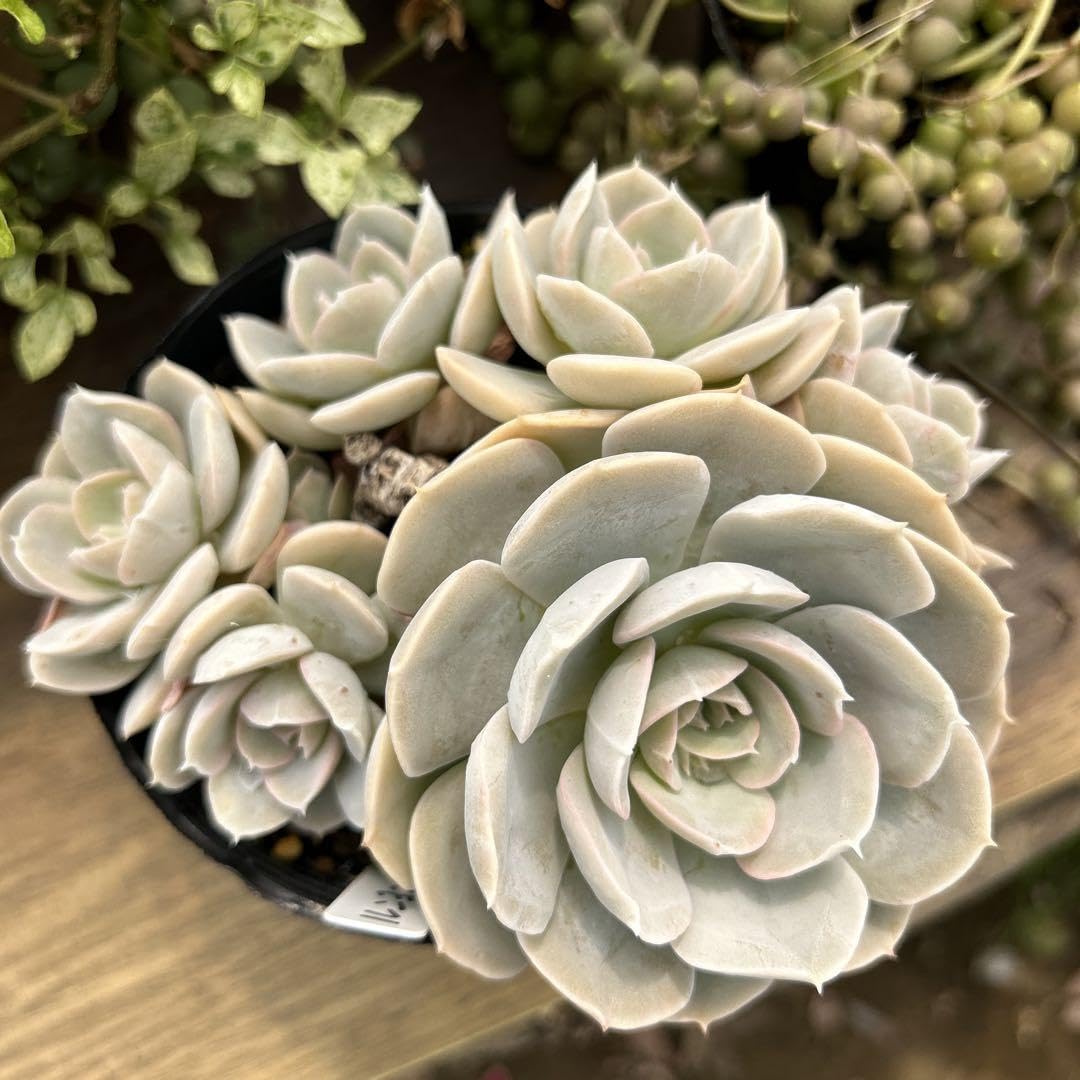 Amazon.co.jp: 多肉植物No.576 ルンヨニー 群生 10.5センチ