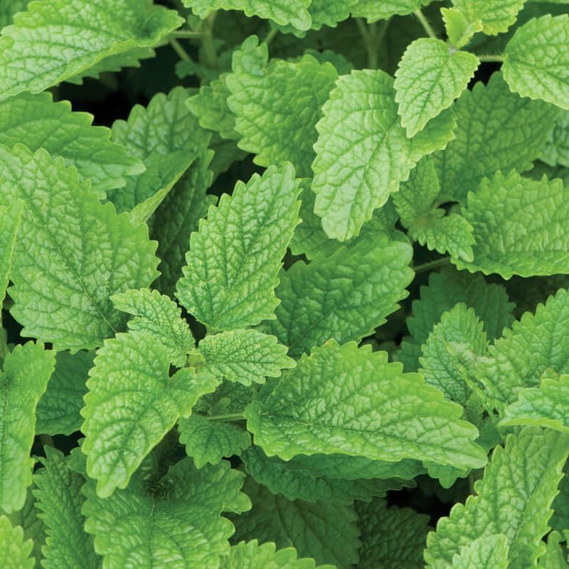3 Lemon Balm Plant Live, Lemon Balm Plants Live, Lemon Balm Herb Plant, Fresh Lemon Balm Plant 4 to 5 Inch Tall, Live Lemon Balm Plant, Lemon Balm Plants Live Outdoor