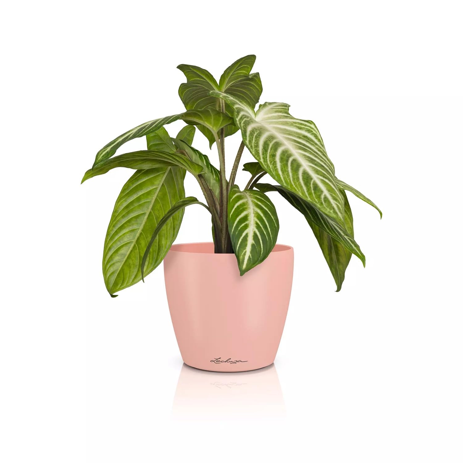 Vaso Da Tavolo Lechuza Classico Color 12 Deco | &Oslash;13x12cm Per Piante E Talee