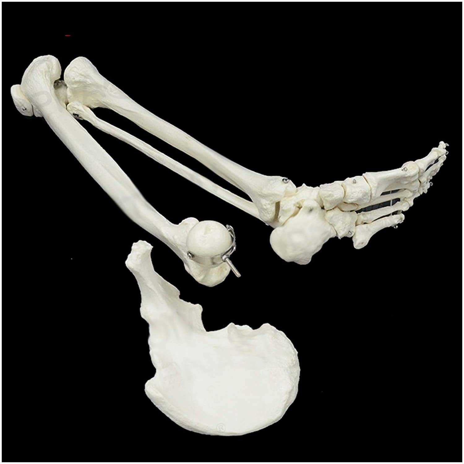 Fuß Skeleton Knochen-Modell - Medizinisches anatomisches Bein Skelett-Modell - Menschliches Bein Skelett-Modell mit Allen Knochen der Beine - für Wissenschaft Studie anzeigen