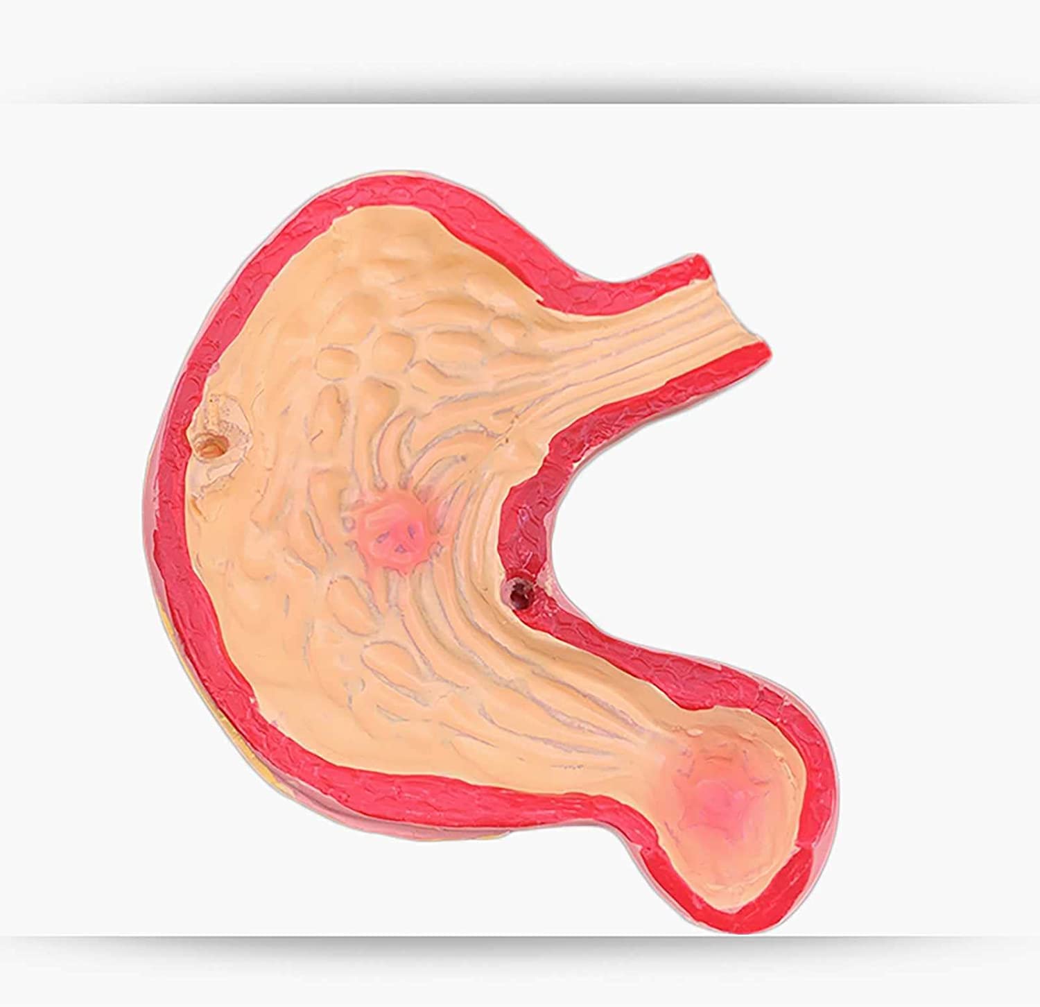 Modello intestinale colorettale Modello autonomo di digestione Umana, intestino crasso e Due organi rettali e duodenali e intestinali. Anatomia gastrointestinale Speciale Medica