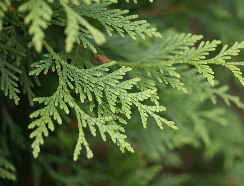 10 Emerald Green Arborvitae Trees/Shrubs - 6-12" Tall Live Plants - Evergreen Hedges/Bushes - Thuja occidentalis 'Smaragd' - (10 Pack)