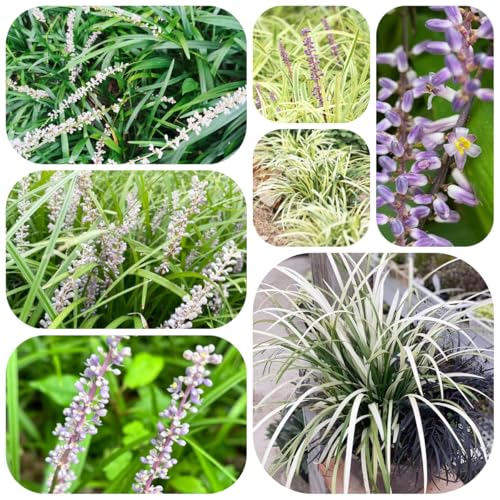 semillas de Liriope muscari- plantas en macetas plantas perennes resistentes jardín de rocas resistentes pastos resistentes plantas exóticas Pastos ornamentales resistentes 60pcs