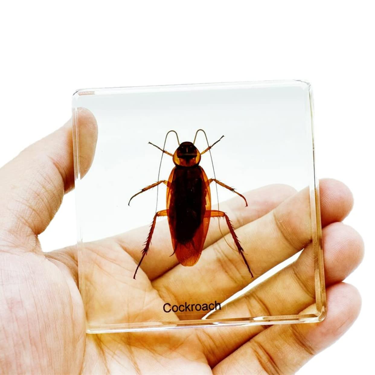 High Definition Amber, (Starfish, Scorpion, Cockroach, Butterfly, Fish, Dragonfly) Insect Resin Specimen， Resin Amber for Children's Science Education, Collection (Cockroaches)