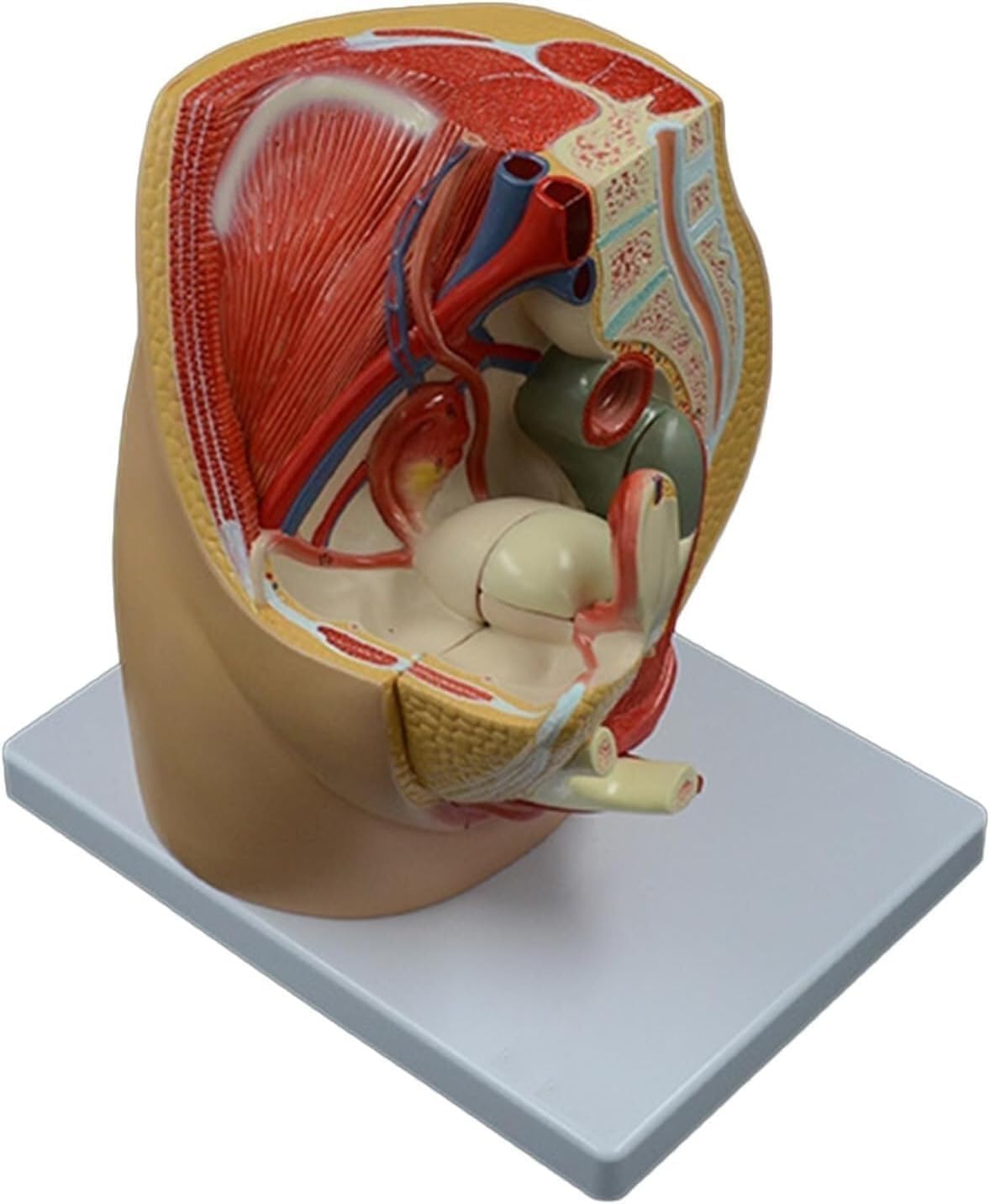 1 szt. Model anatomii strzałkowej miednicy dorosłej kobiety – szczegółowy układ rozrodczy z cyfrowym identyfikatorem do celów edukacji w zakresie opieki zdrowotnej i zajęć lekcyjnych