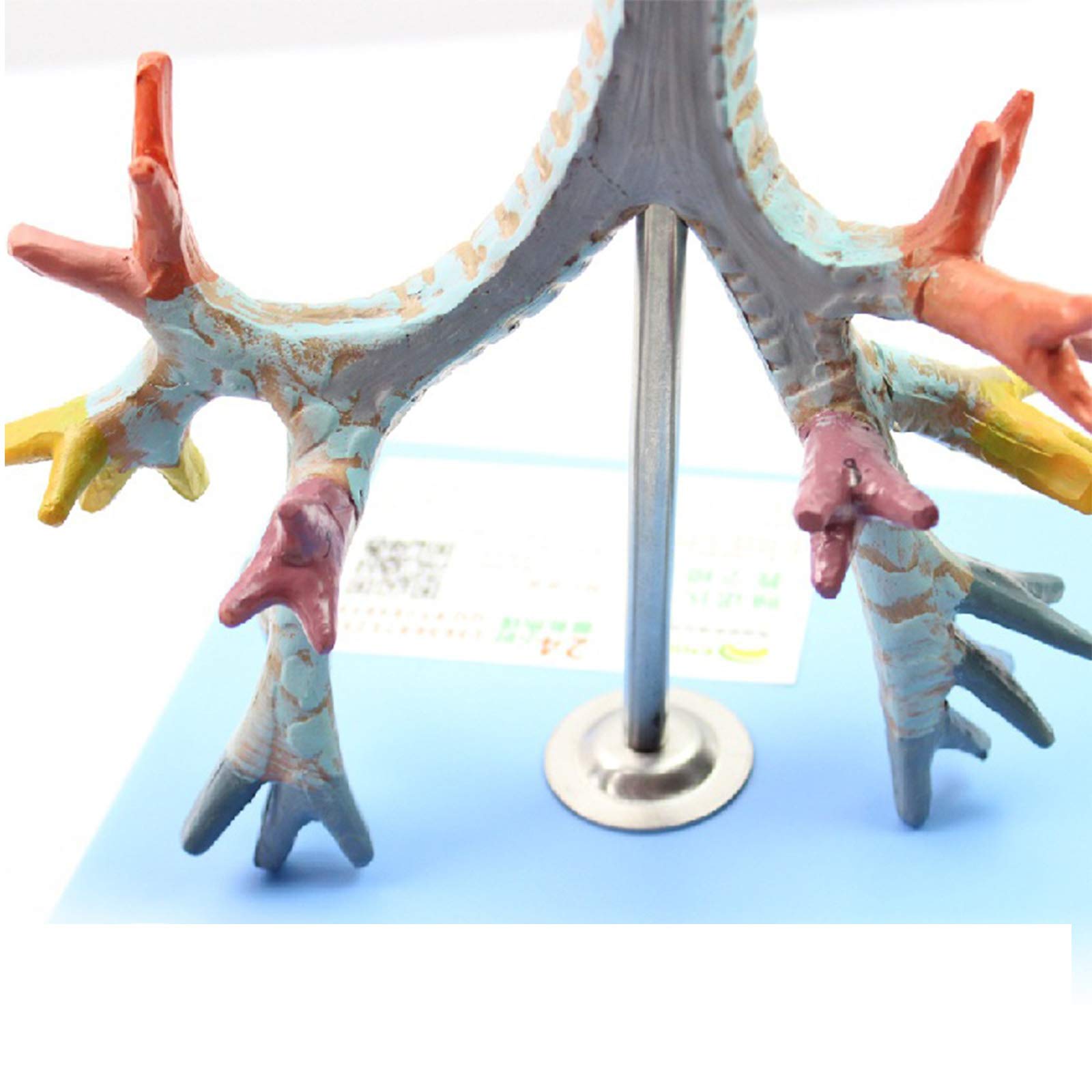 Anatomiemodelle, Anatomisches Kehlkopfmodell, Demonstration der Lungenbronchoskopie