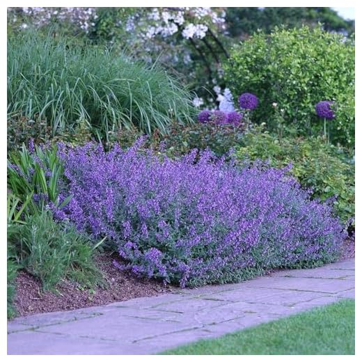 Walker's Low Catmint Pack of 4
