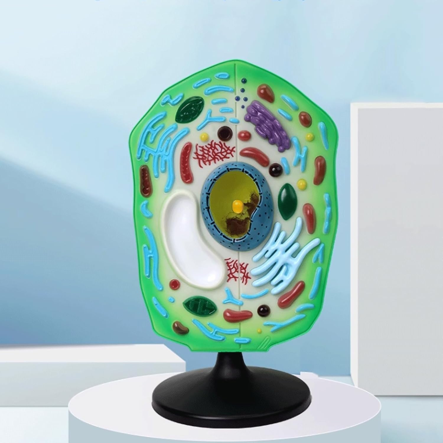 Model anatomiczny komórki roślinnej, wyjmowany model organelli chloroplastowych, stereoskopowe narzędzie dydaktyczne do prezentacji w ramach nauczania biologii.