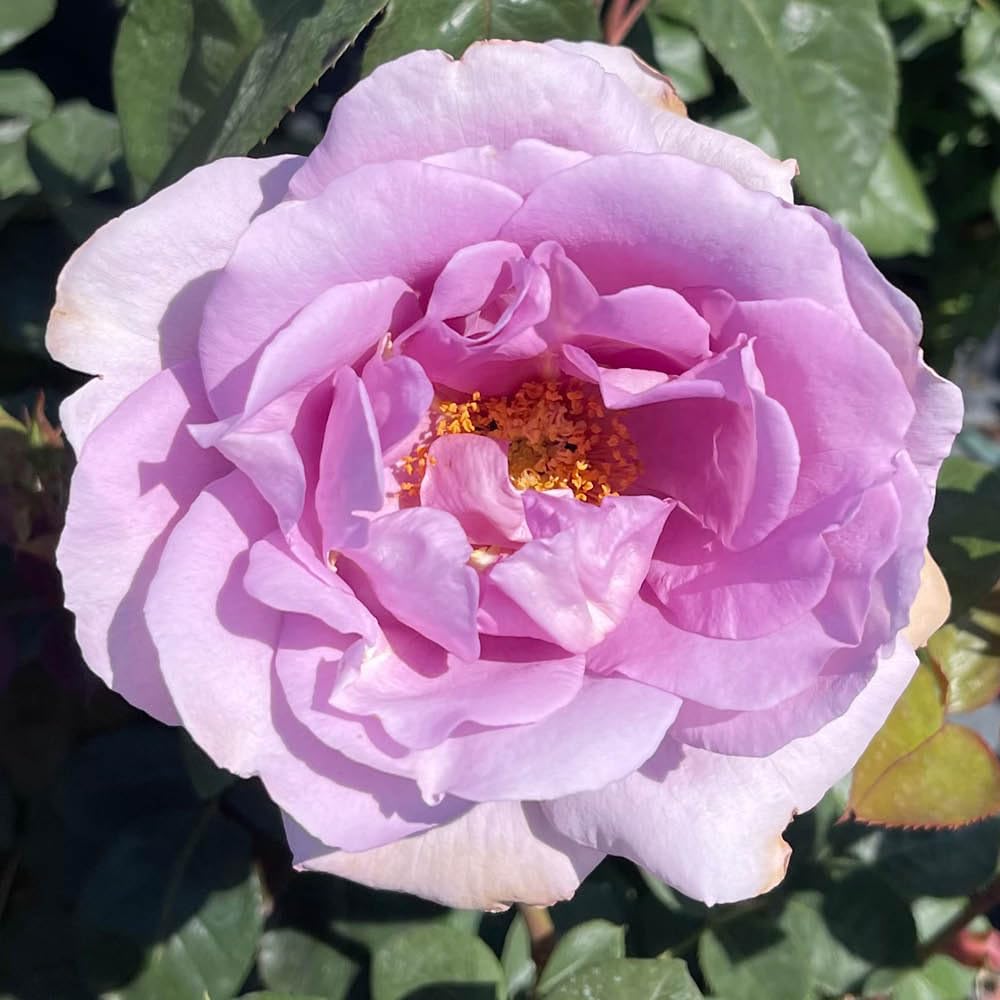 YouGarden Rose 'Blue Moon', Established Plant in 4L Pot, Ready to Plant, For Pots, Beds, or Borders