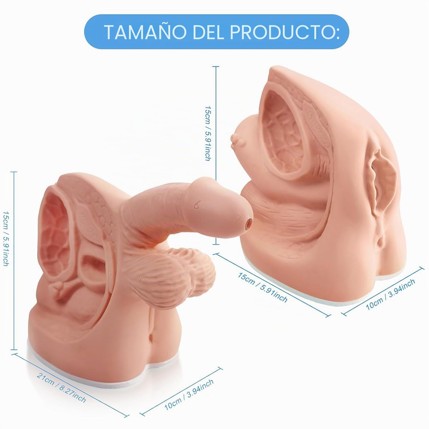 Anatomía Masculina Femenina Modelos De Cateterismo 2 Pcs Modelos De Anatomía Genital Externa Interna para Enseñanza Clínica Educación Médica Formación Práctica