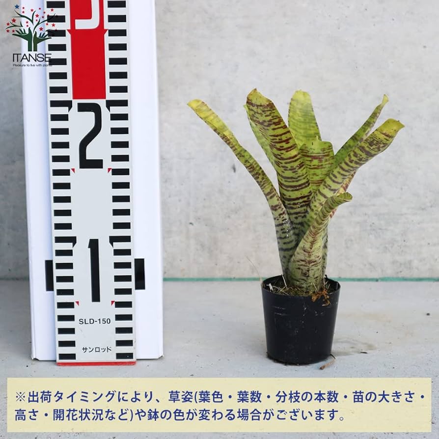 さぎこう さま専用Neoregelia Bold Zebraなど6点 さぎこう さま専用Neoregelia Bold Zebraなど6点