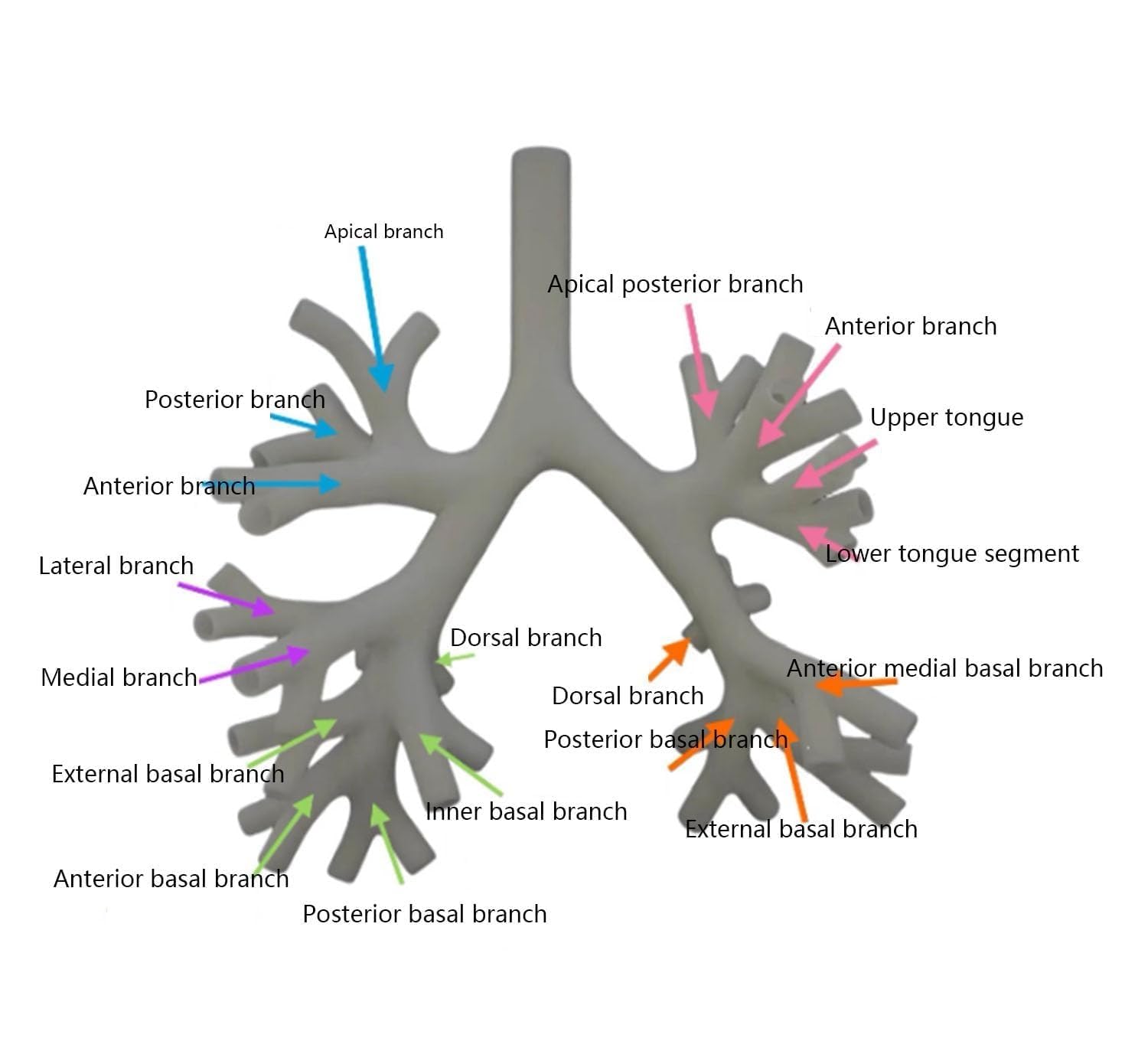 Modello di formazione broncoscopia, resina albero bronchiale modello anatomia fibra set per insegnamento medico, scuola di medicina infermieristica apprendimento