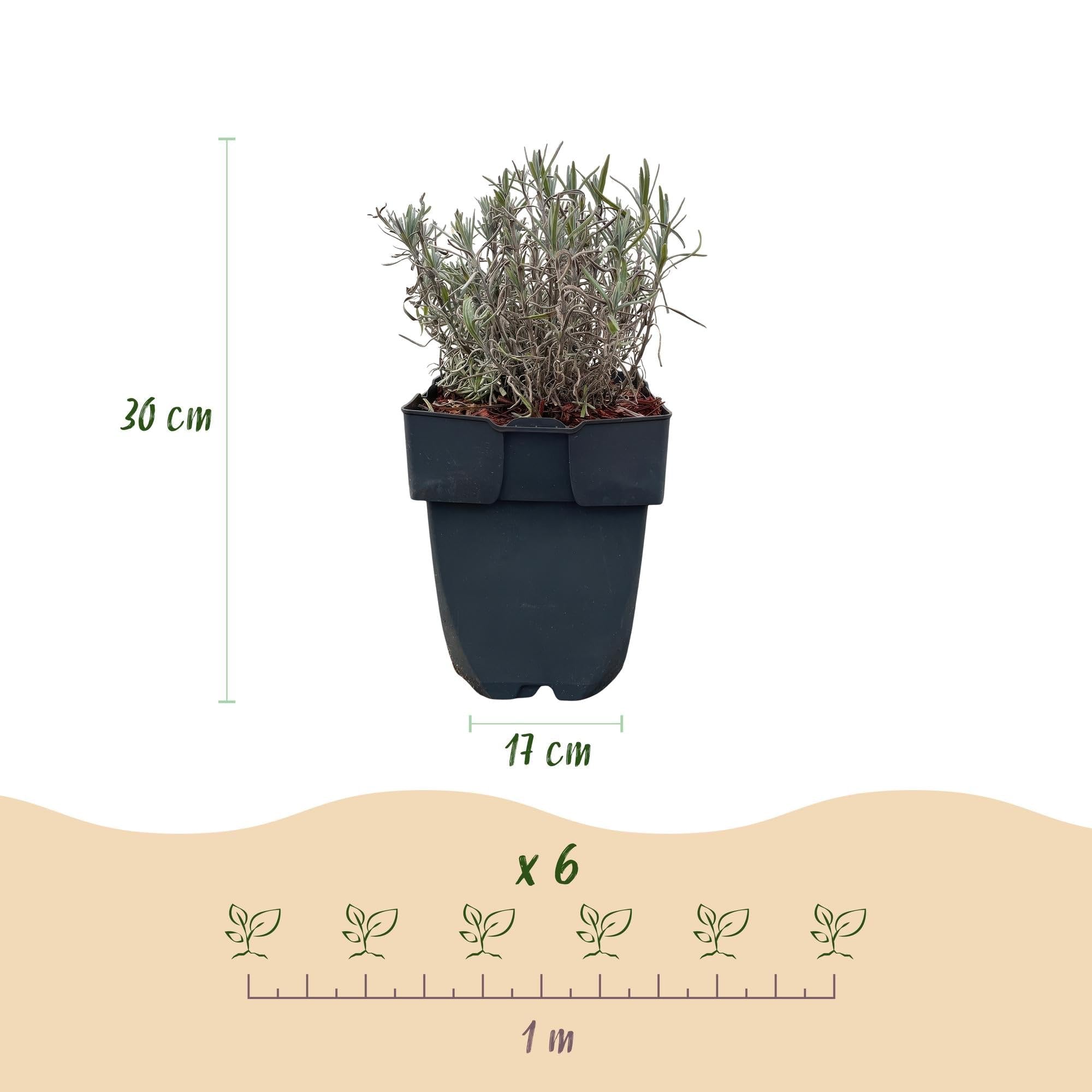 Lavandula angustifolia Hidcote - Lavandula Anguustifolia Hidcote - Feuilles grises - 6 plantes - 1 mètre courant - Feuilles persistantes - 17 cm de hauteur 30 cm - Plante parfumée et respectueuse des