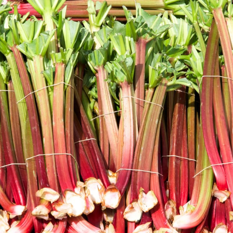 Rhubarb Plant, Set 5 Rhubarb Plant Live Roots, Live Rhubarb Roots for Planting, 4 to 8 Inch Bareroot