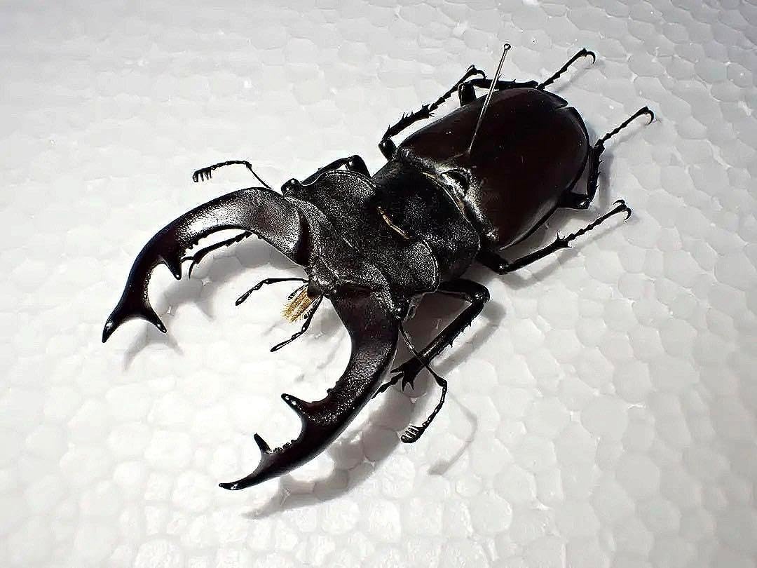 たむ】WAGNUS. Sieve Sheep 