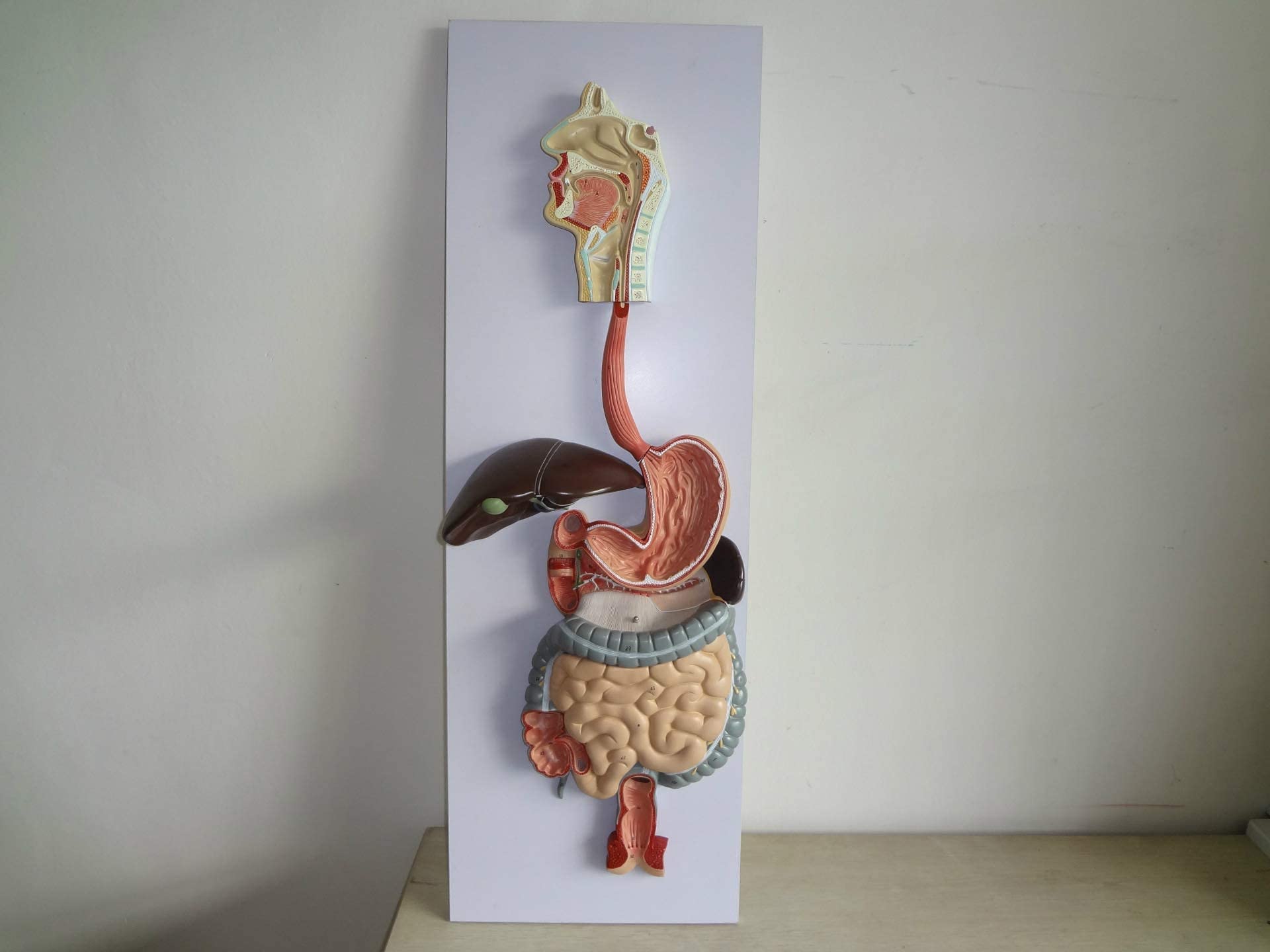 Eisco Labs Human Digestive System Model – Life Size, 32" Tall, 3-Part With Removable Stomach Half & Transverse Colon