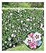Produktbild BALDUR Garten Winterharte Hibiskus-Hecke, 10 Pflanzen, Blüten essbar, bienenfreundlich, Garteneibisch Roseneibisch, Hibiscus Syriacus Blütengehölze Zierstrauch, blühend