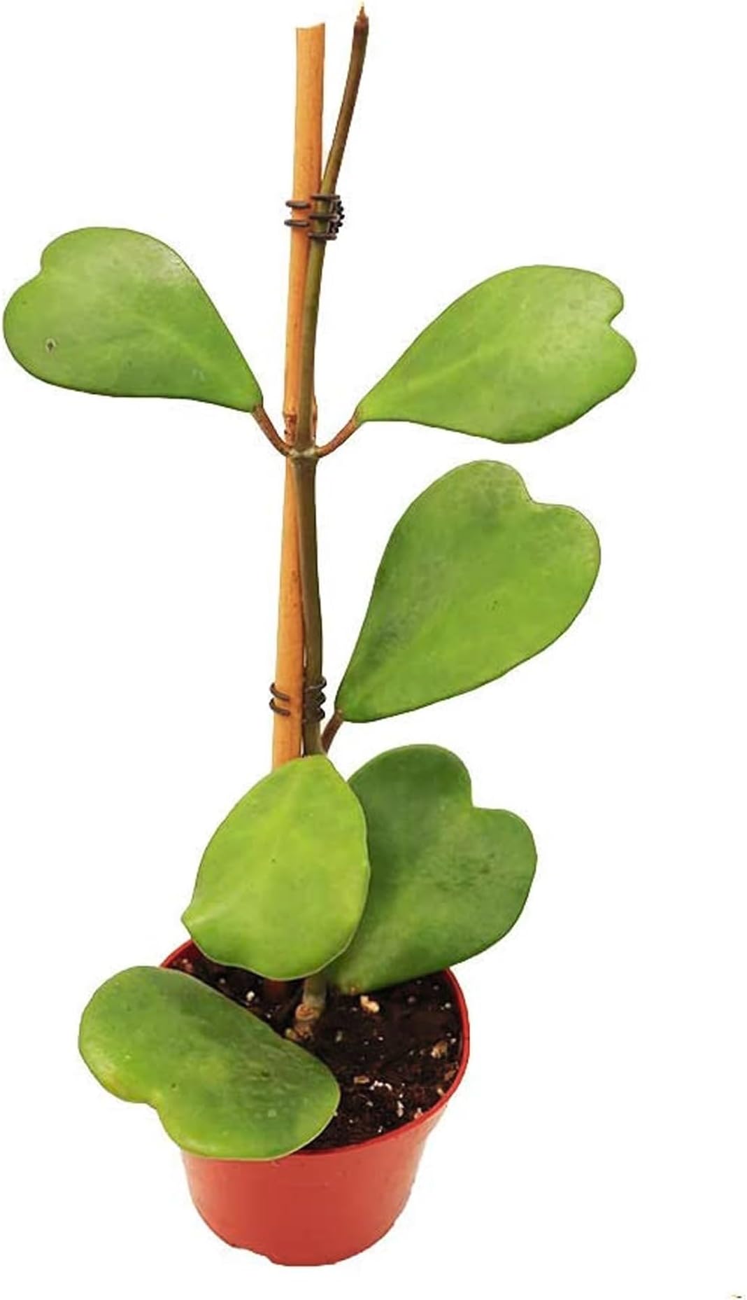 California Tropicals Hoya Kerrii Tall Heart-Shaped Live Houseplant- Unique Indoor House Plant, Perfect for Home Decor, Gifts, Garden, Gardening, Small Pot - Real Pants for Office