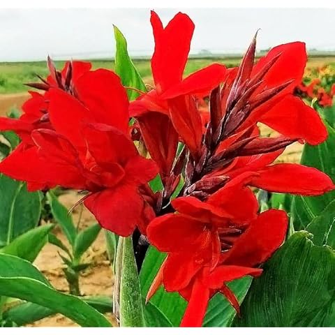 Blue Magic Design 3 Canna Lily Roots Long Lasting Giant Red Flowers Perennial Plant Tropical Garden Cover