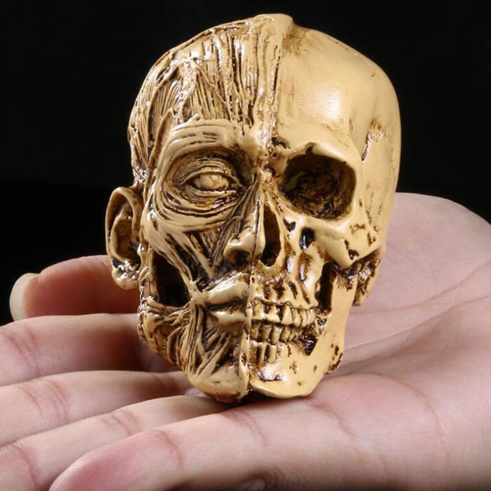 Modello Umano Anatomia Scientifica Cranio Testa Muscolo Osso Arte Medica Modello di Disegno Medico per La Scuola