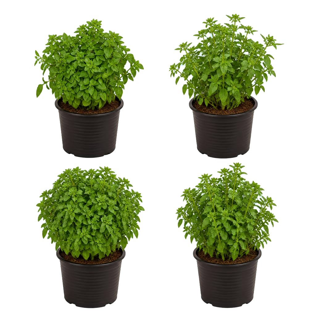 DECOALIVE Set de 4 Unidades: Ocimum Basilicum Hoja Pequeña, Albahaca Antimosquitos, Maceta 12 cm, 25-30 cm de Altura, para Hierbas Frescas