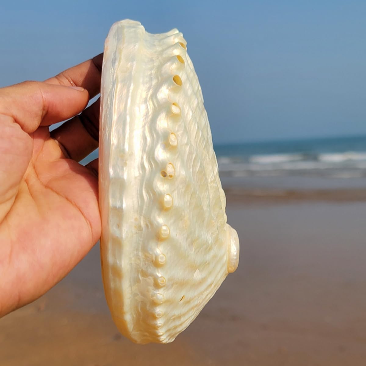 Amazon.co.jp: 天然貝殻、海洋サザエ、 大きな天然アワビ貝殻 15～16cm