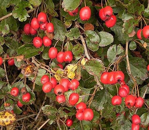 20 English Hawthorn Tree Edible Fruit Flower Mayflower Crataegus Laevigata Seeds #TOP2