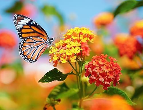 Miniatura 2 de Semillas de algodoncillo de flor de sangre: alimento y planta huésped para mariposas monarca.